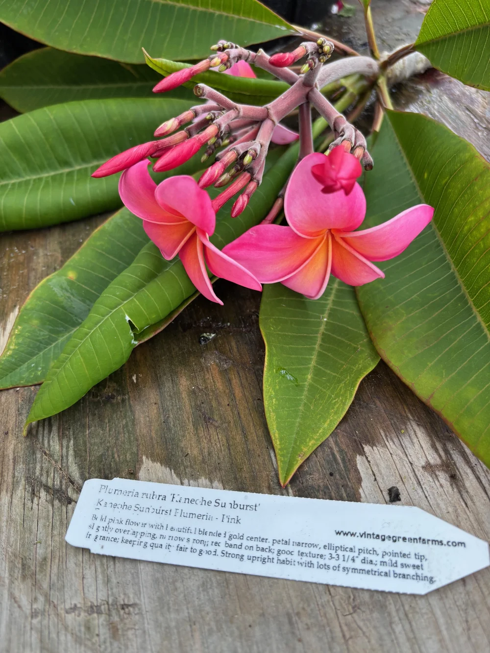 Plumeria rubra 'Kaneohe Sunburst' — Vintage Green Farms with Tom